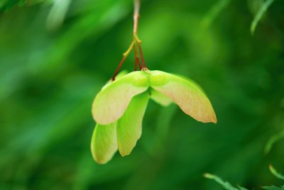 Acer palmatum 'Dissectum' - javor dlanitolistý - plod dvounažka